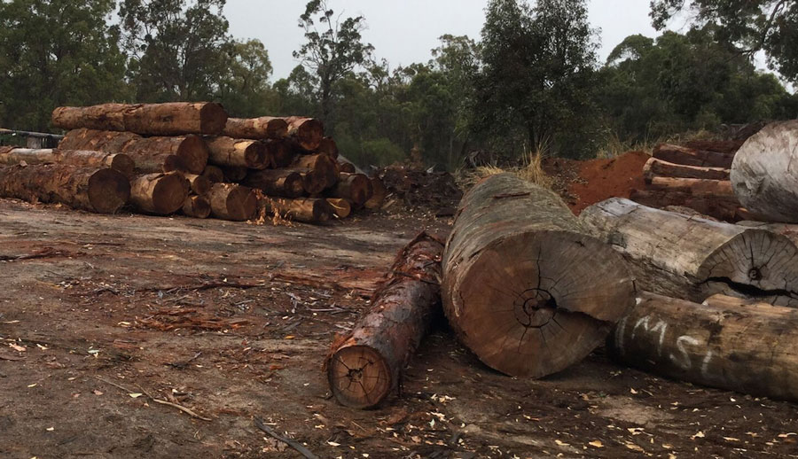 Sourcing Rare Australian Hardwoods Sustainably