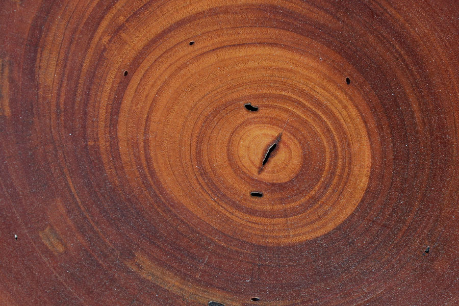The rings inside a piece of wood