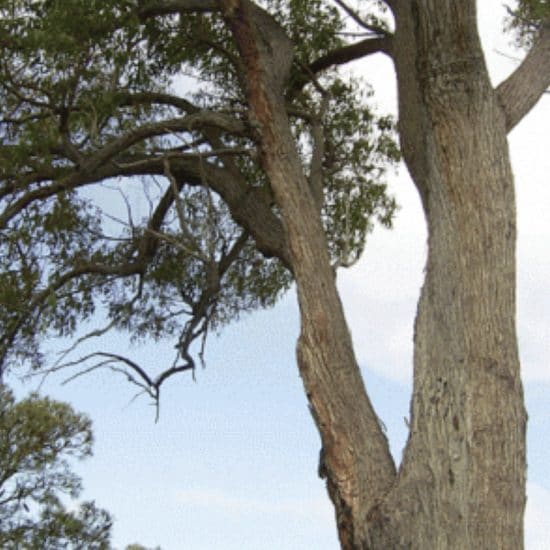 An image of a West Australian Jarrah Tree