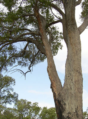 A jarrah tree in Western Australia