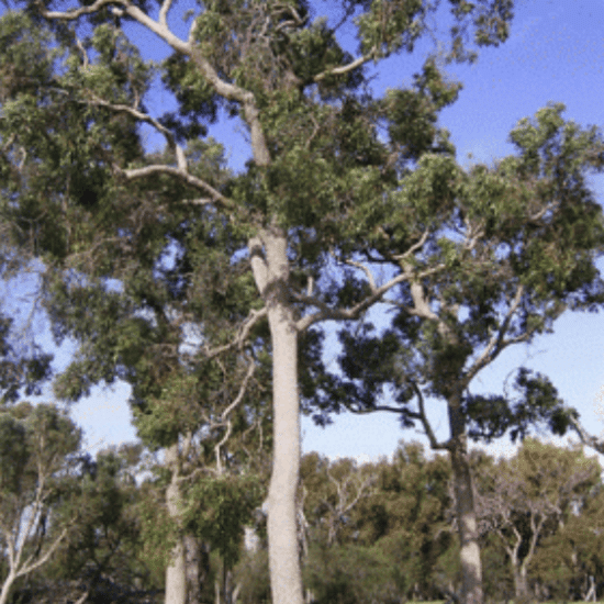 West Australian Marri hard wood tree