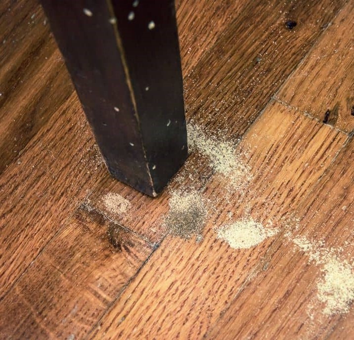 Wooden furniture infested with borers.