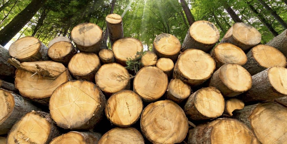 A pile of freshly cut logs.