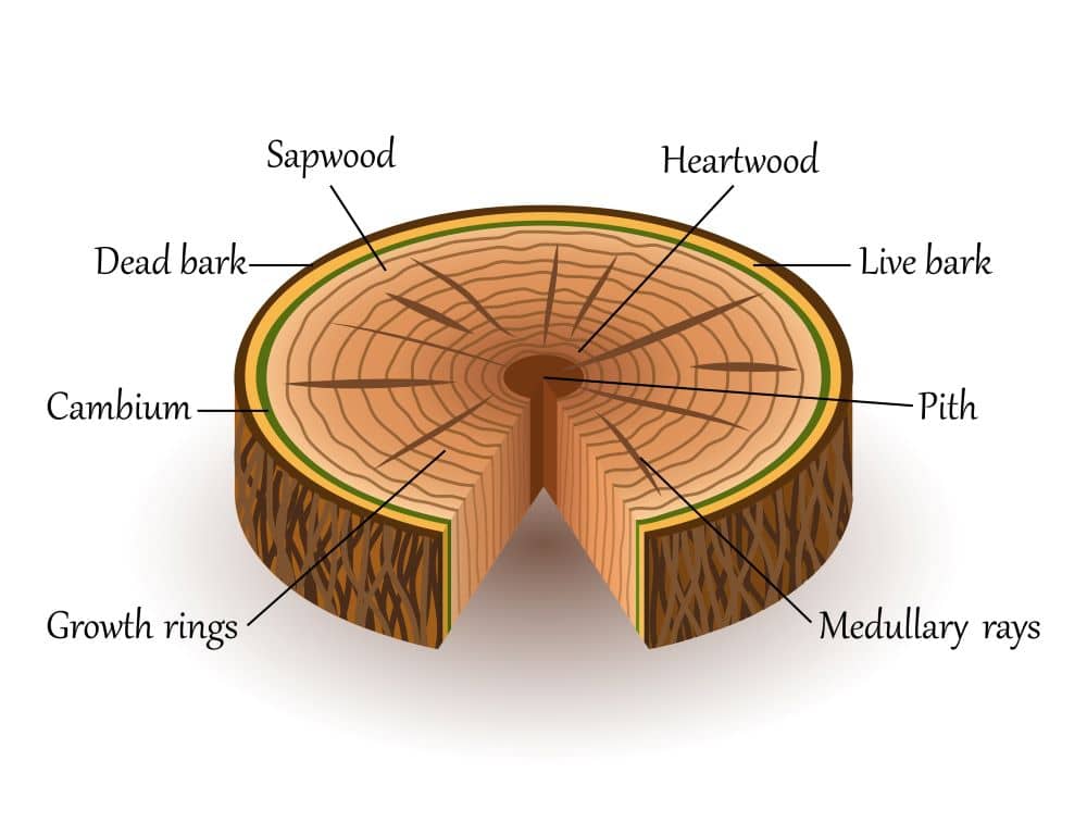 Illiustration of tree trunk structure.