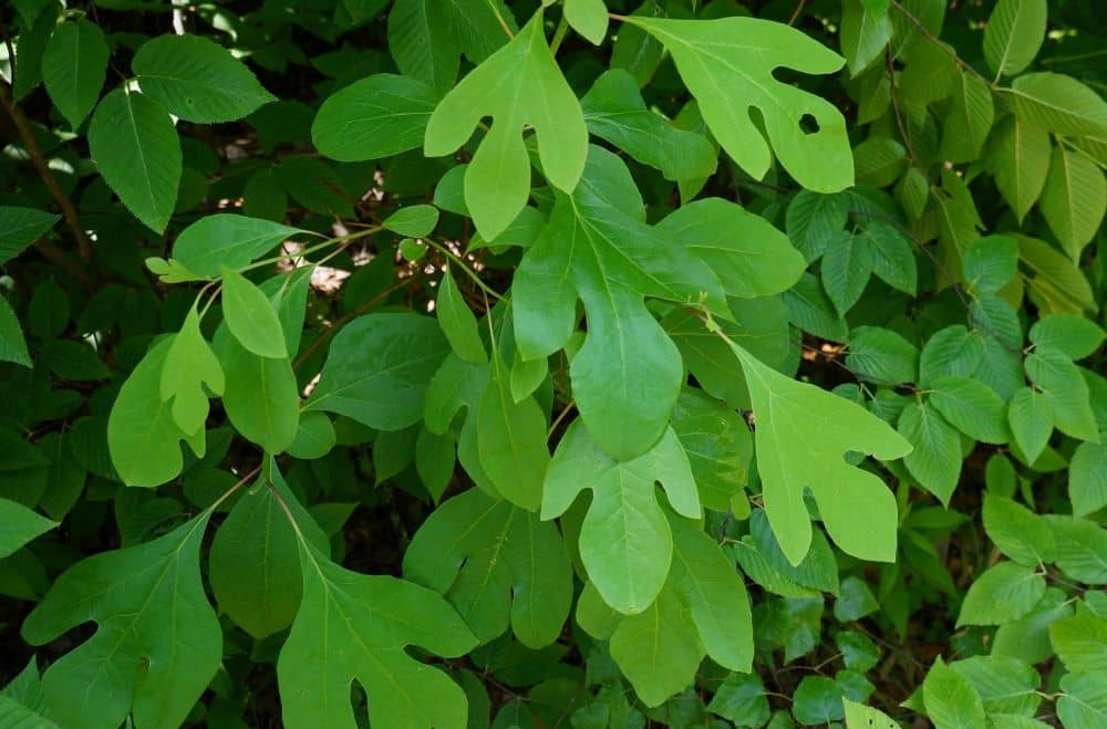 Leaves of Sassafras tree.